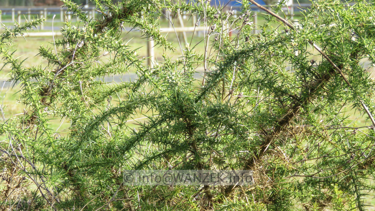 Ulex europaeus - Stechginster.JPG